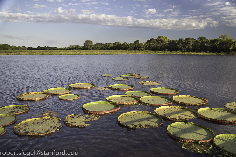 pantanal